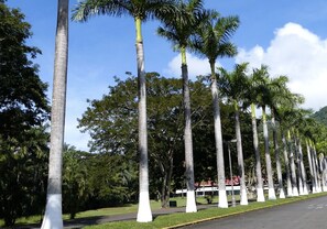 A row of tall palm trees with white bases, set against a clear blue sky. - Viva Tambor Villas (Paquera)