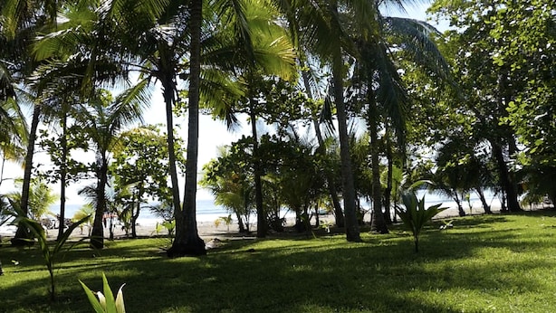A lush, green outdoor area with palm trees and grass, likely part of a resort or hotel property. - Viva Tambor Villas (Paquera)