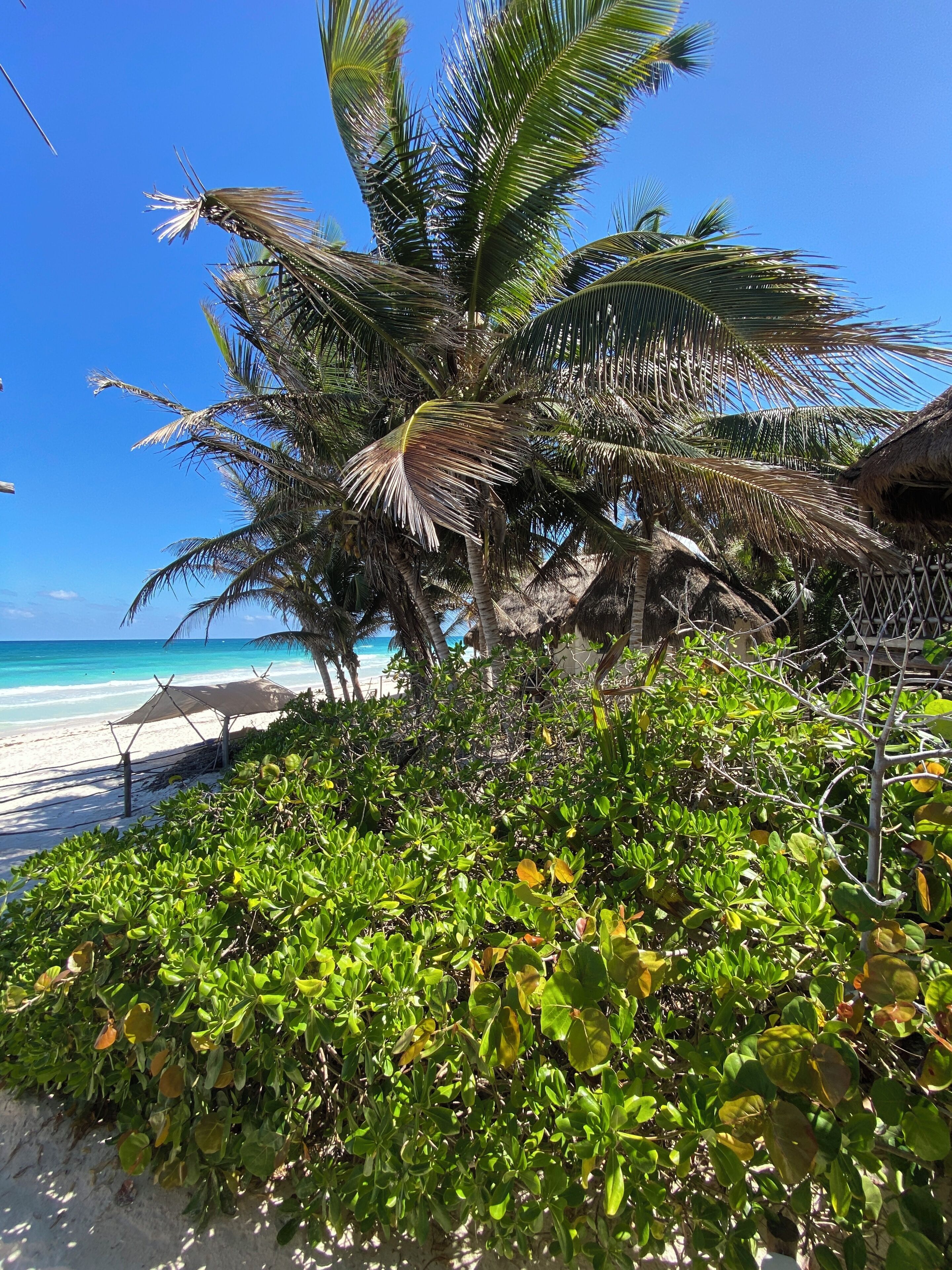 A beach with palm trees, a sandy shore, and a clear blue sky.