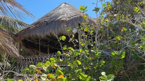 A thatched-roof hut surrounded by dense foliage. - Nueva Vida de Ramiro (Tulum)