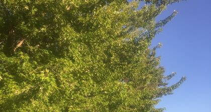 Sunny Springs Resort & Campground