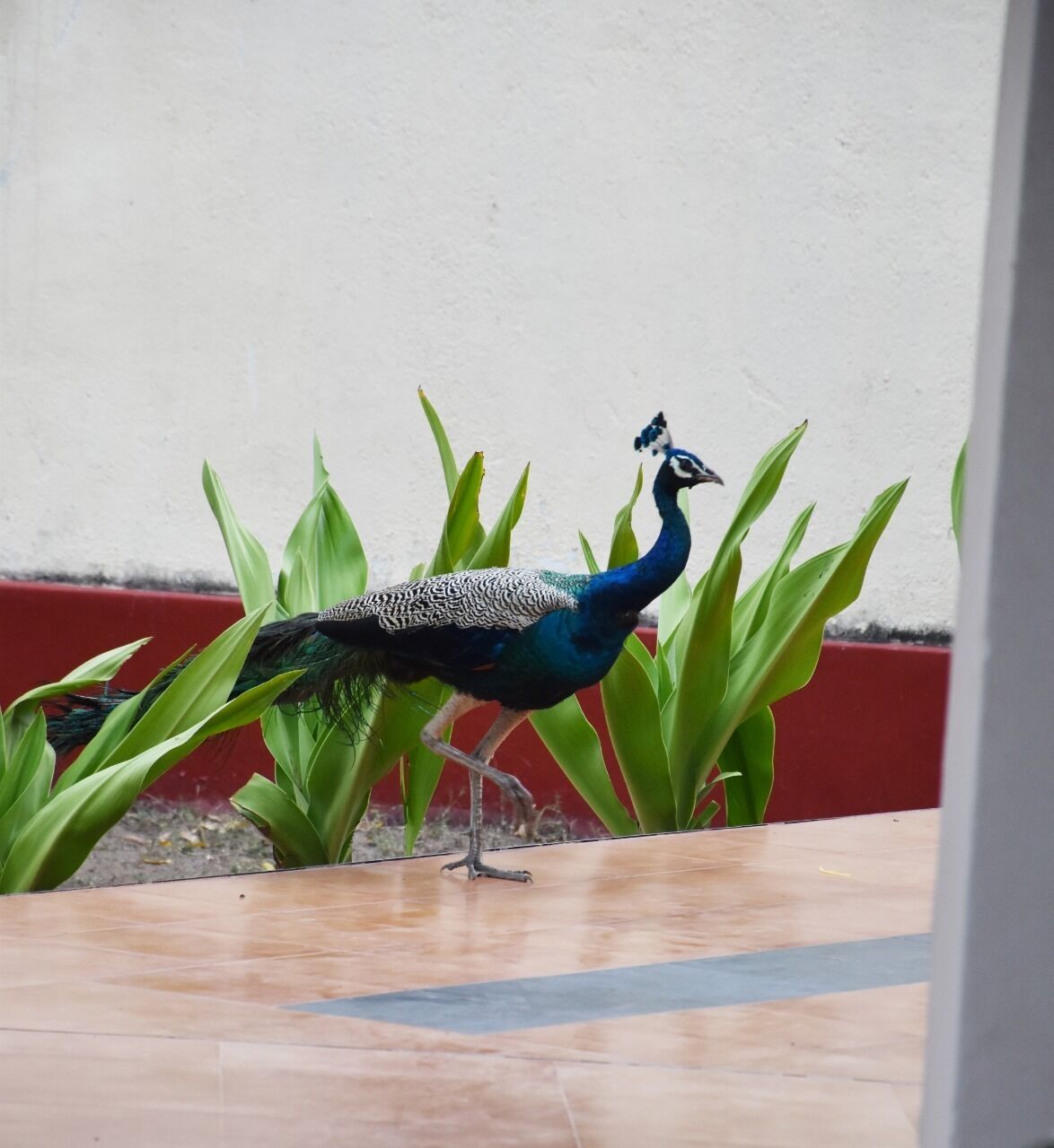 A peacock walking on a tiled floor with green plants and a red wall in the background.
