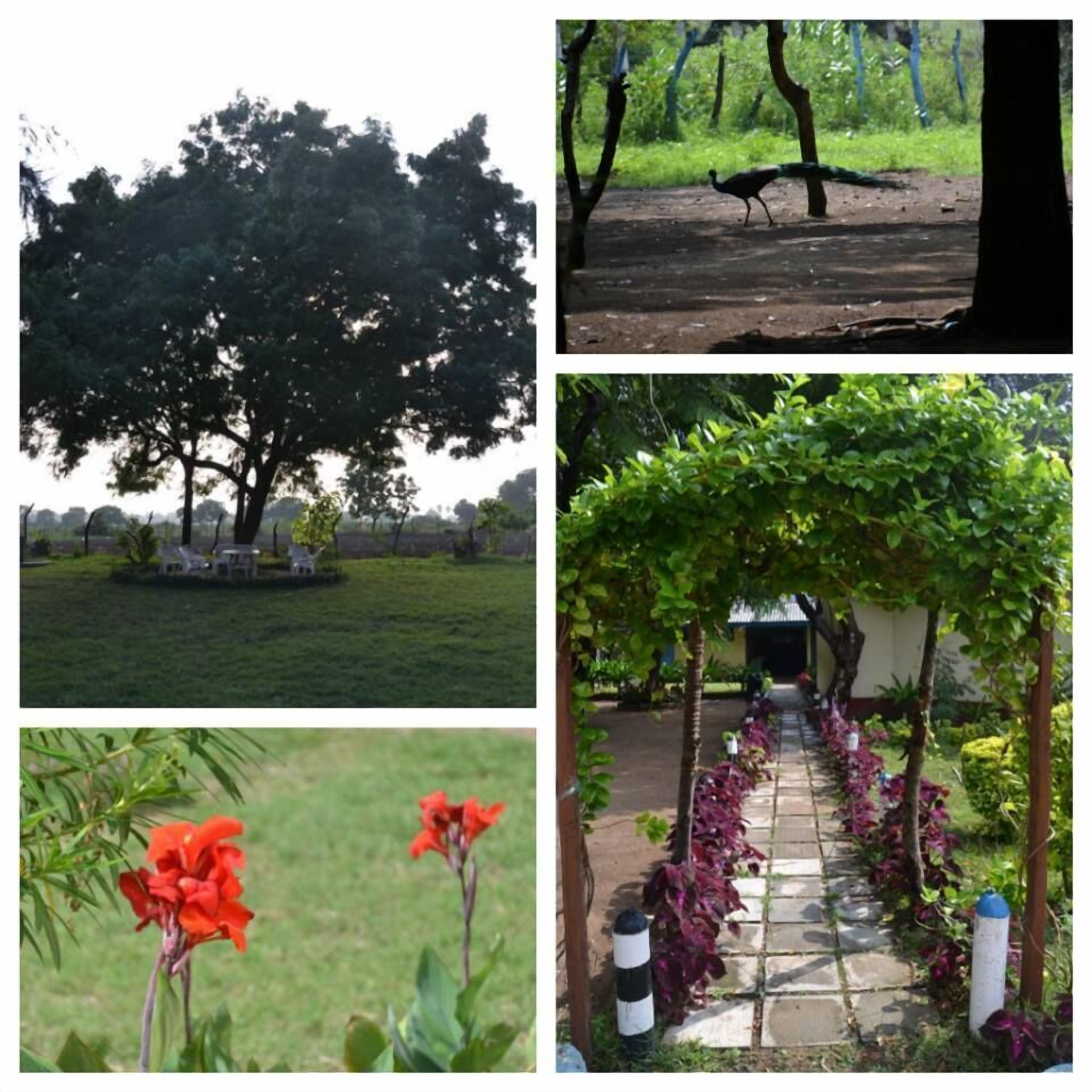 A large tree in a park with a bench, a bird on the ground, a flower, and a pathway with plants.