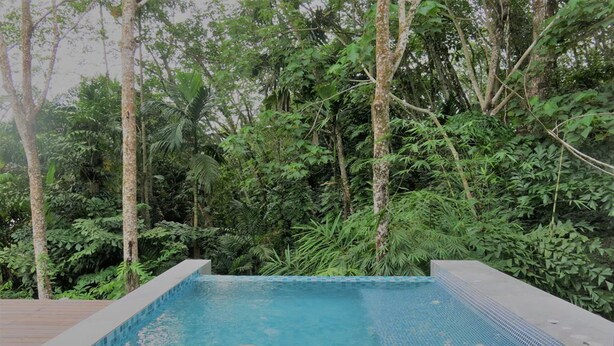 Una piscina rectangular con borde de azulejos, rodeada de densa vegetación tropical y árboles.