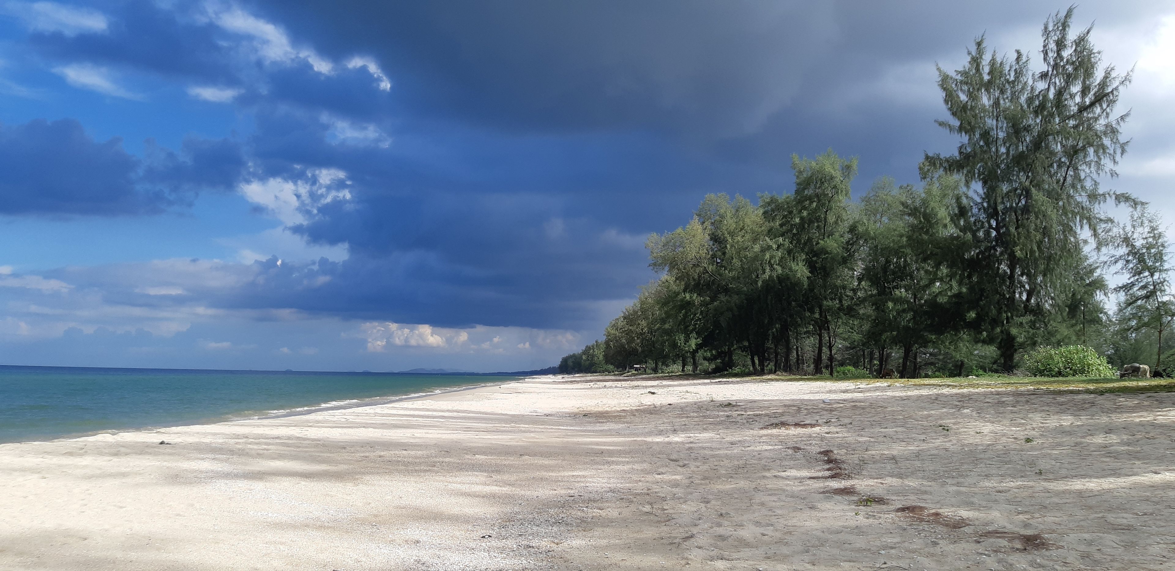 A beach with a clear sky and trees in the background.