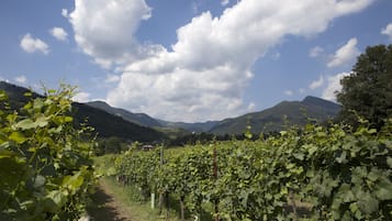 A vineyard with rows of grapevines under a clear sky.