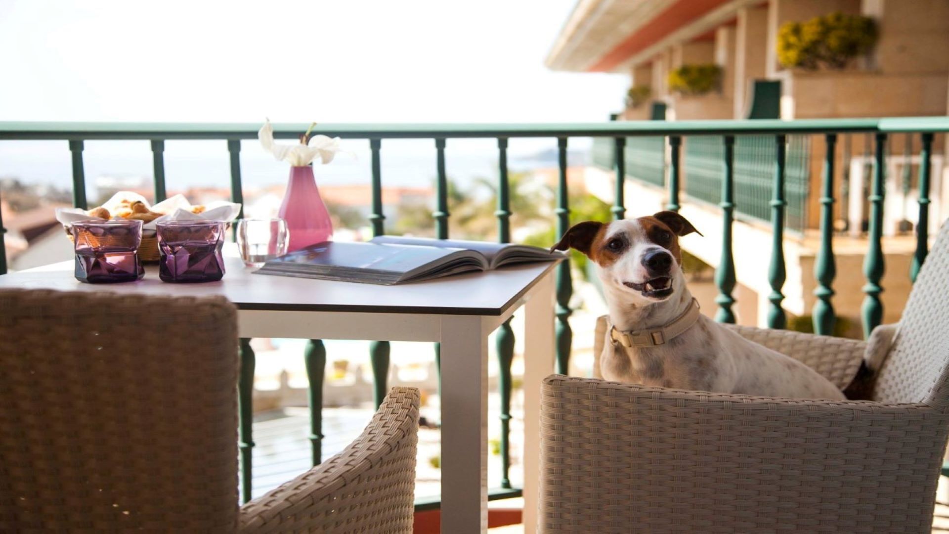 Un chien est assis sur une chaise en osier, sur un balcon où se trouvent une table, un livre et un vase de fleurs.