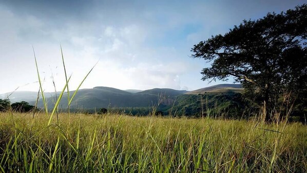 A grassy field with a tree and distant hills. - Caracal Lodge (Mbombela)