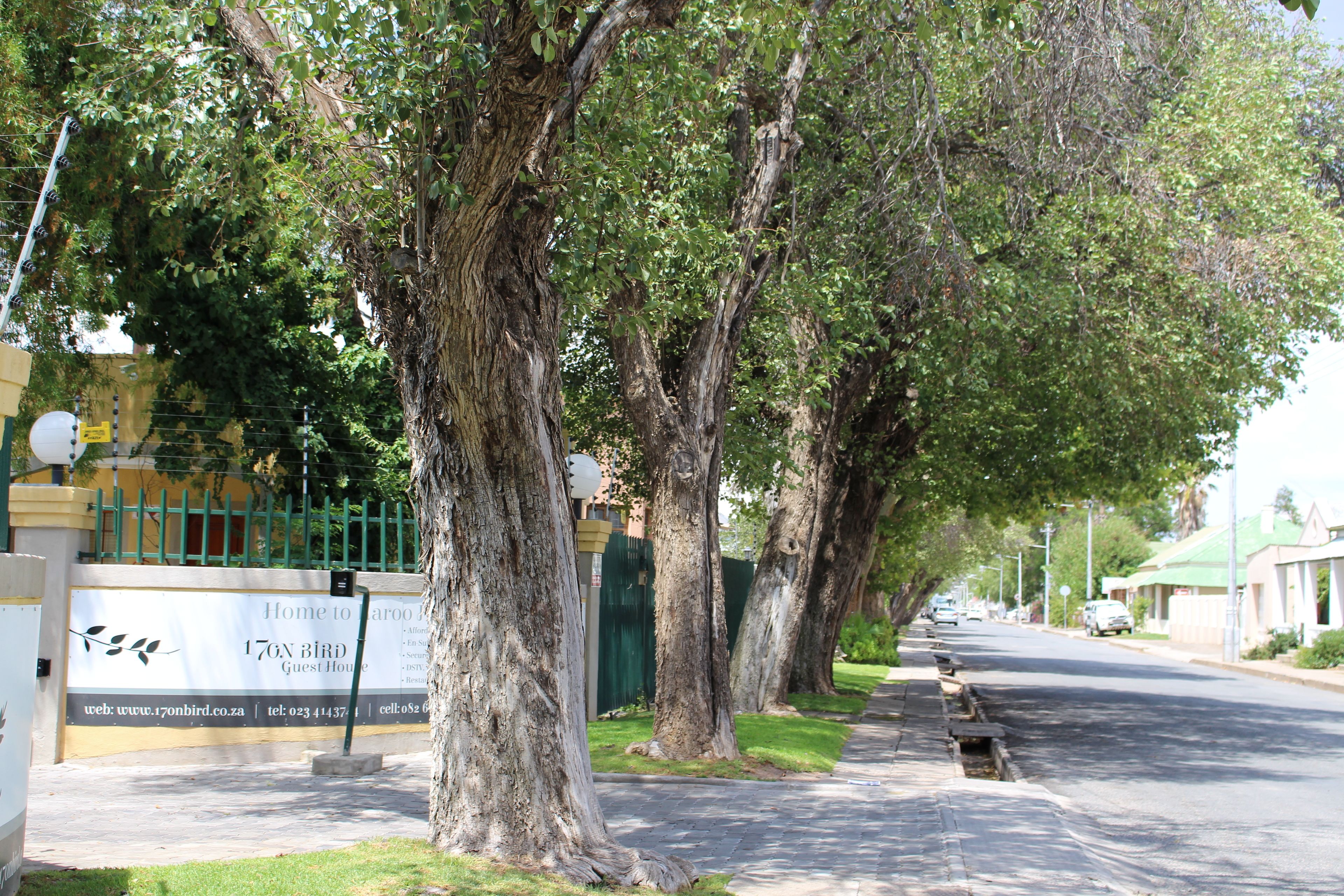 A street lined with large trees and a sign for a guest house.