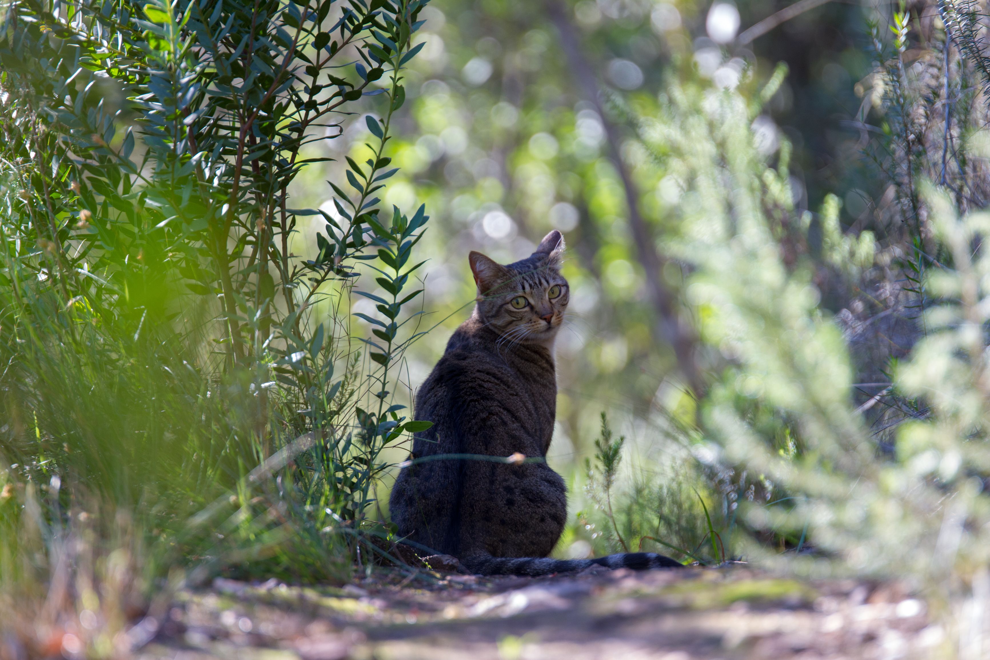 A cat sitting in a natural outdoor setting with dense foliage and a path.