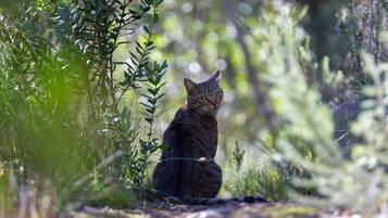 A cat sitting in a natural outdoor setting with dense foliage and a path.