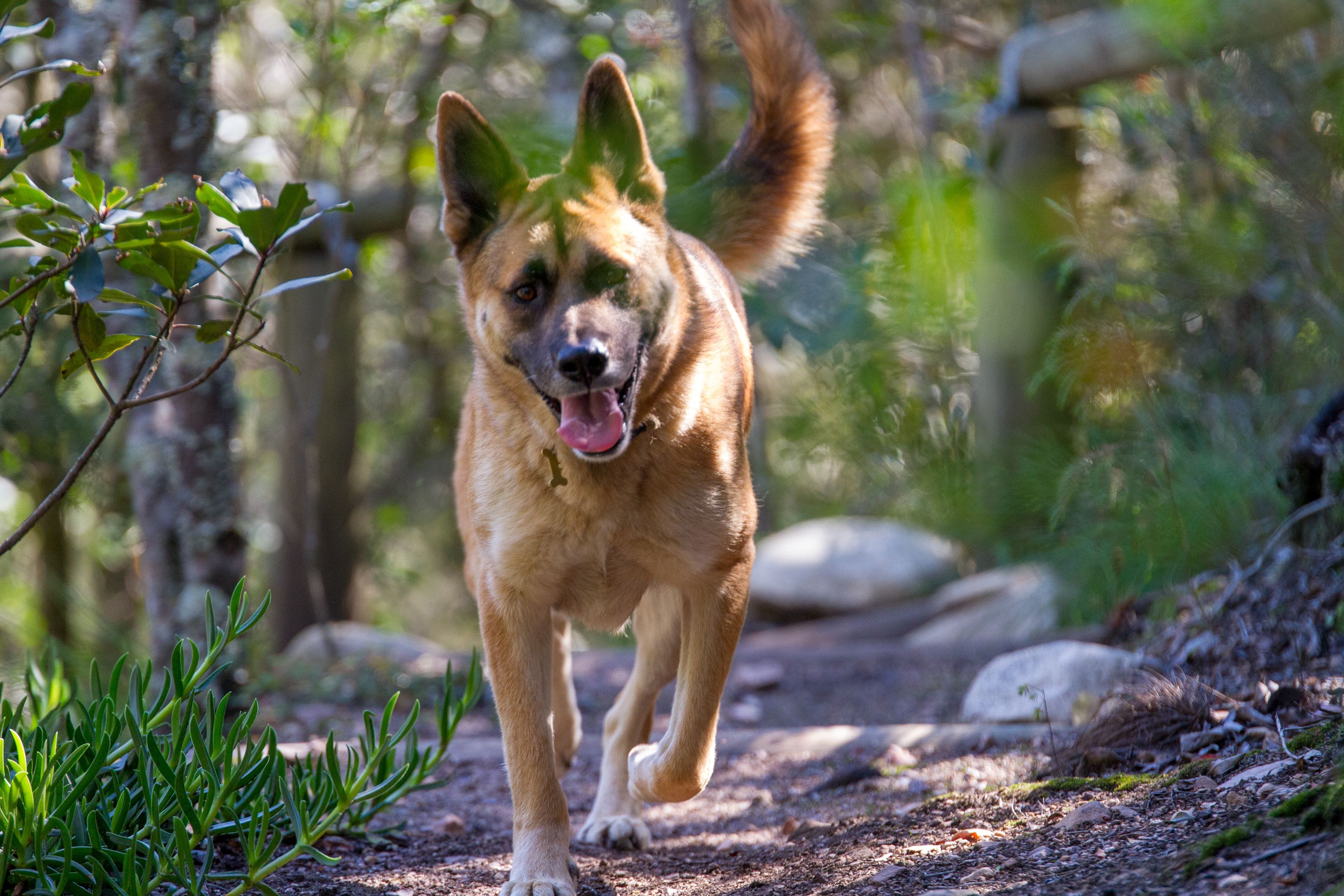 A dog running on a dirt path surrounded by greenery.