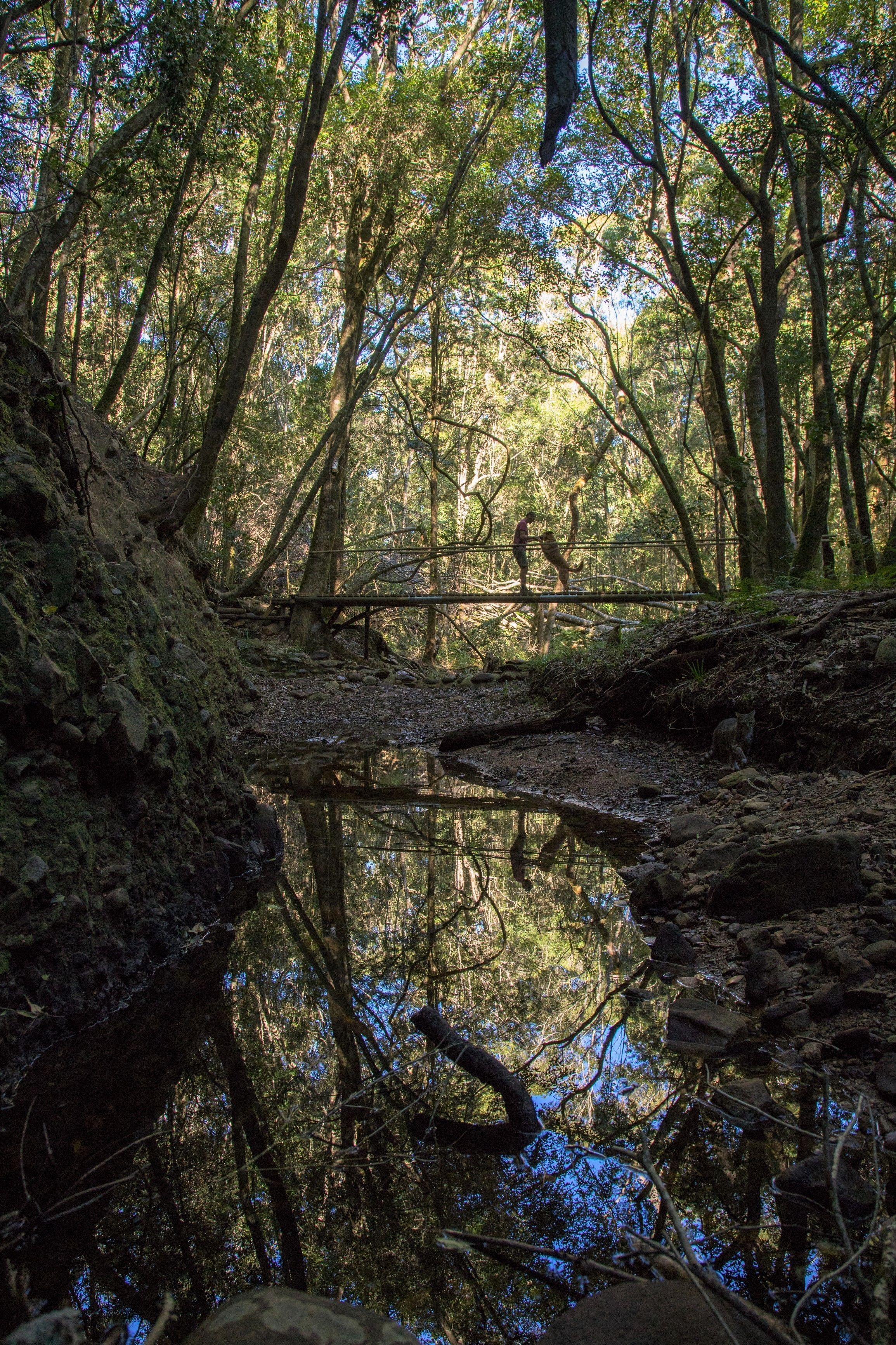 A forested area with a bridge over a reflective water body, surrounded by dense trees and natural terrain.
