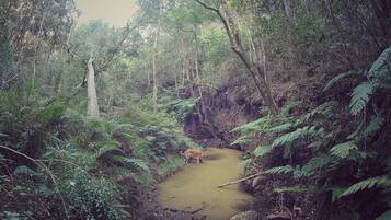 A forested area with a narrow stream and a dog walking along the path.
