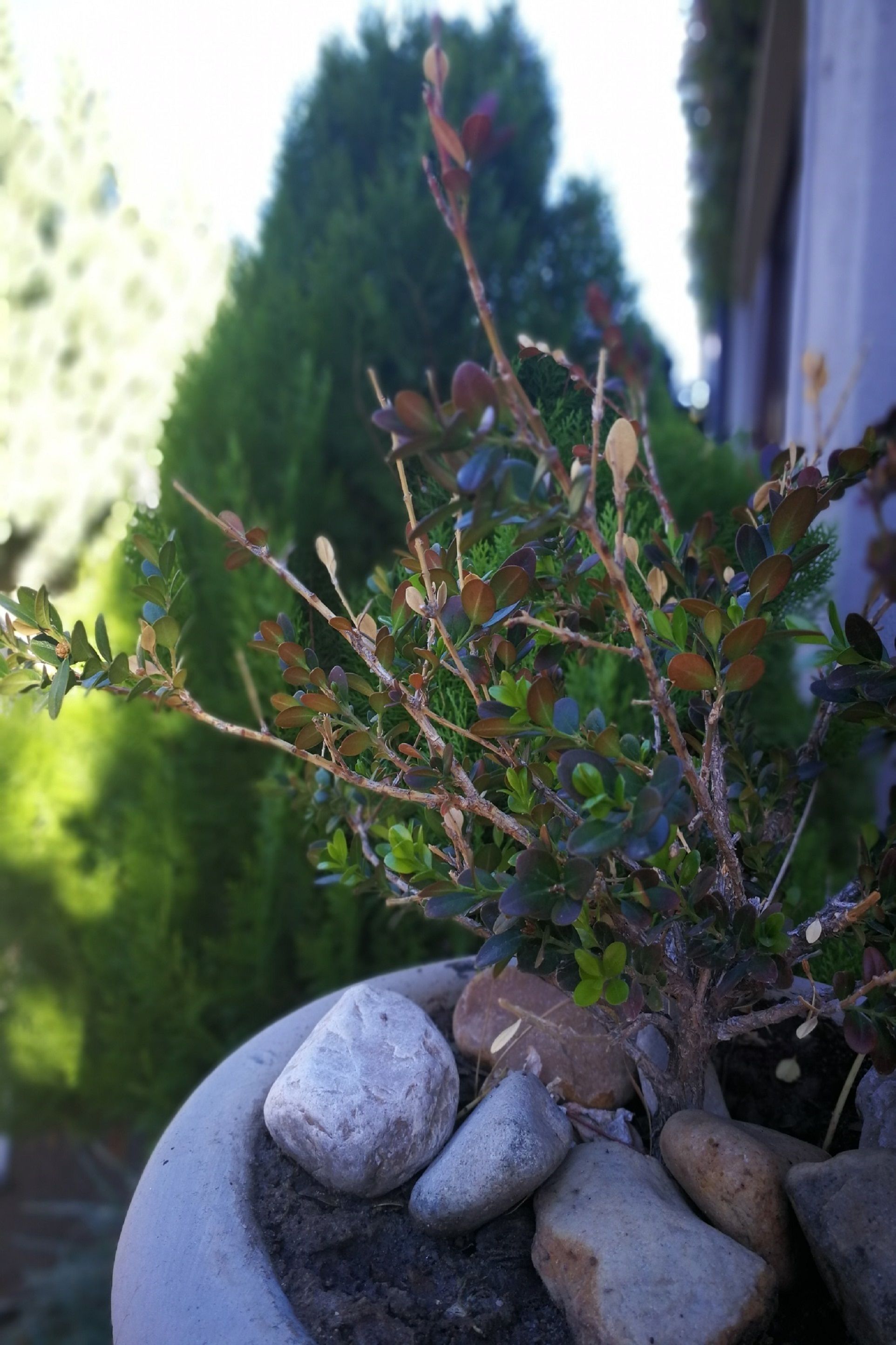 Une plante en pot, avec des pierres et un fond vert.