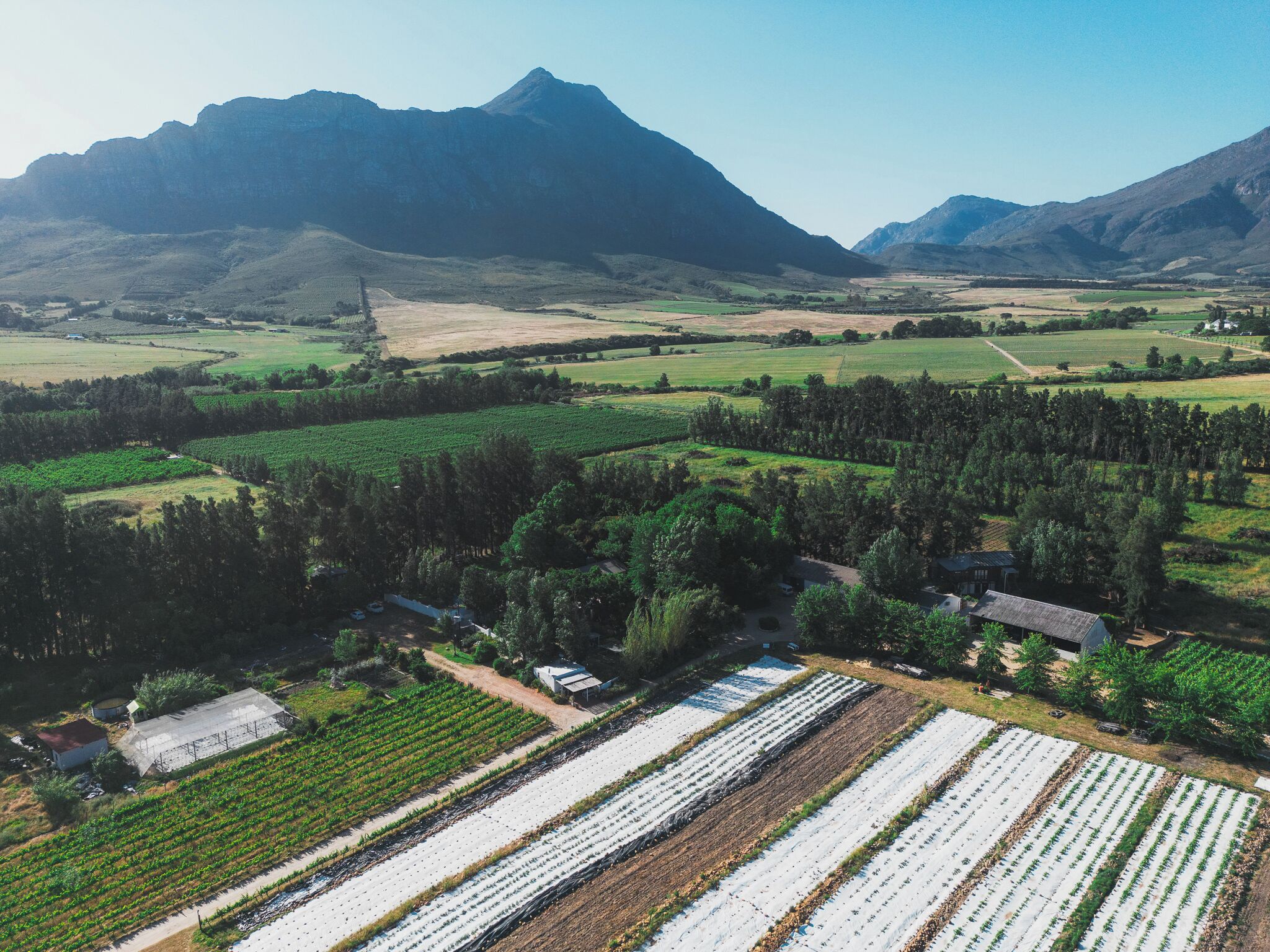 An aerial view of a vineyard with rows of grapevines, surrounded by forested areas and mountains in the background.