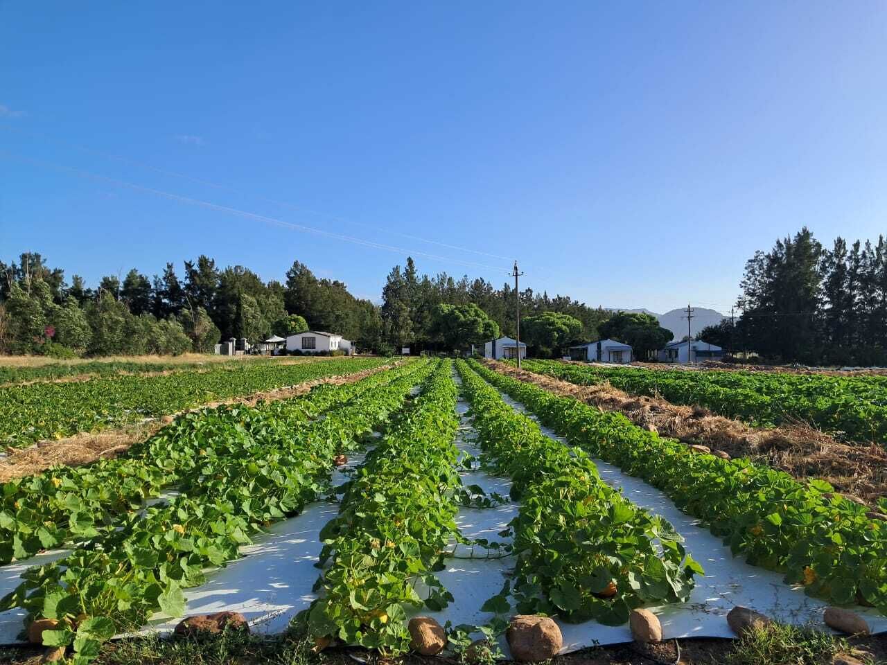 A large agricultural field with rows of crops under clear skies.