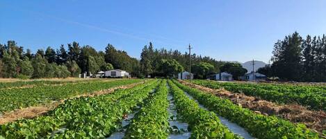 A large agricultural field with rows of crops under clear skies.