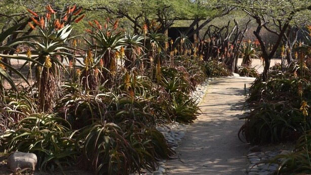 Un sendero rodeado de diversas plantas y árboles, probablemente en un jardín botánico o parque.