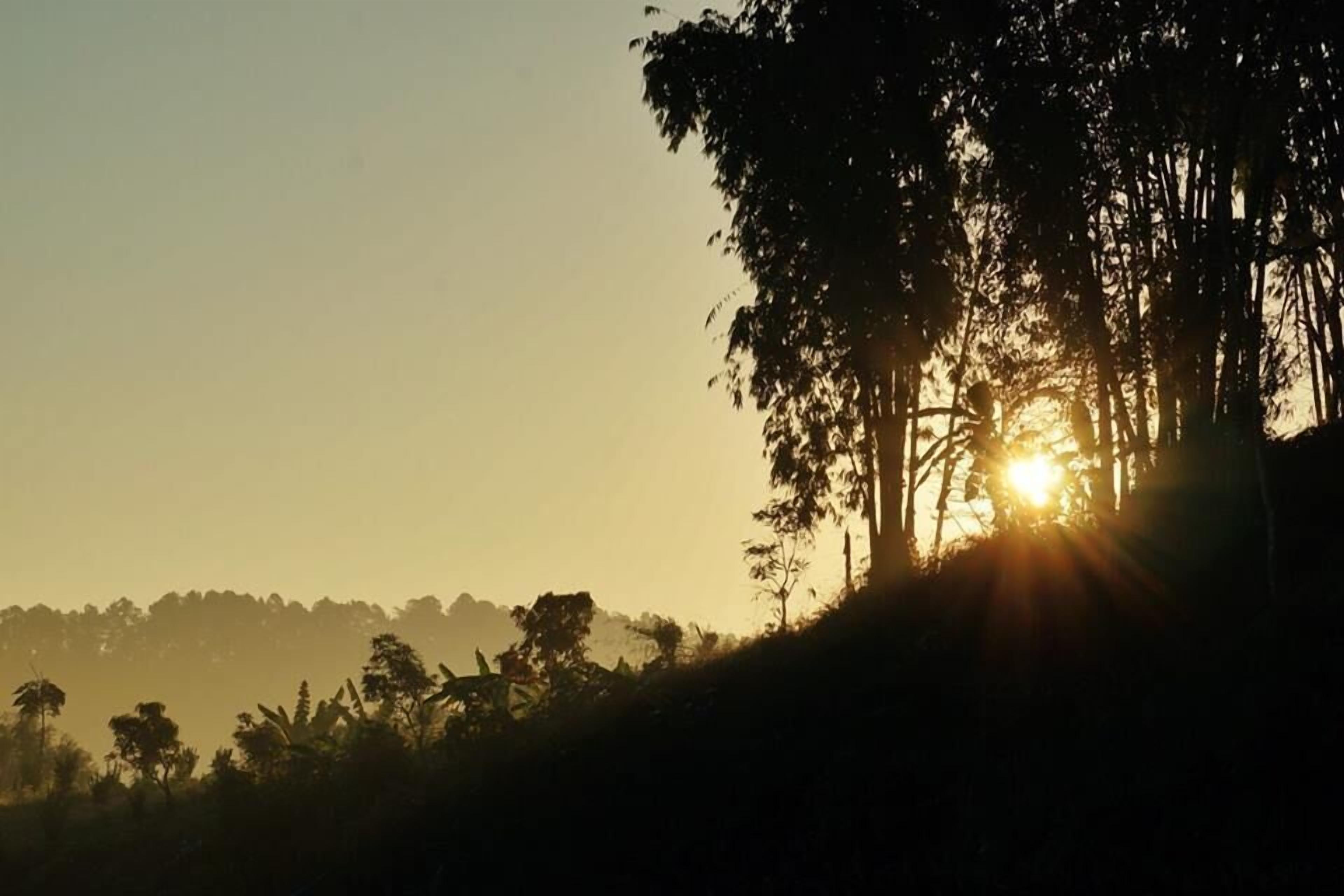 A silhouette of a tree with sunlight filtering through its leaves.