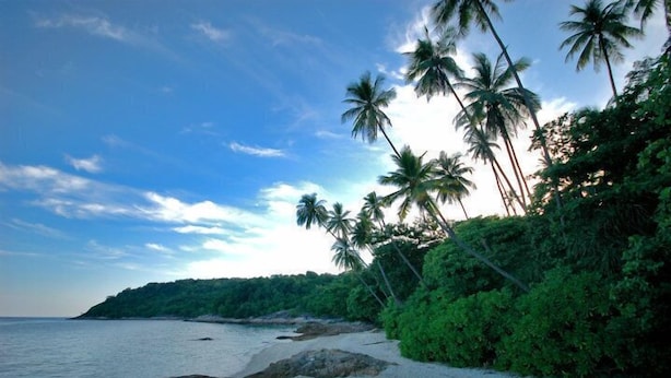 A beach with palm trees, clear sky, and calm sea. - Shari-La Island Resort (Pulau Perhentian Kecil)
