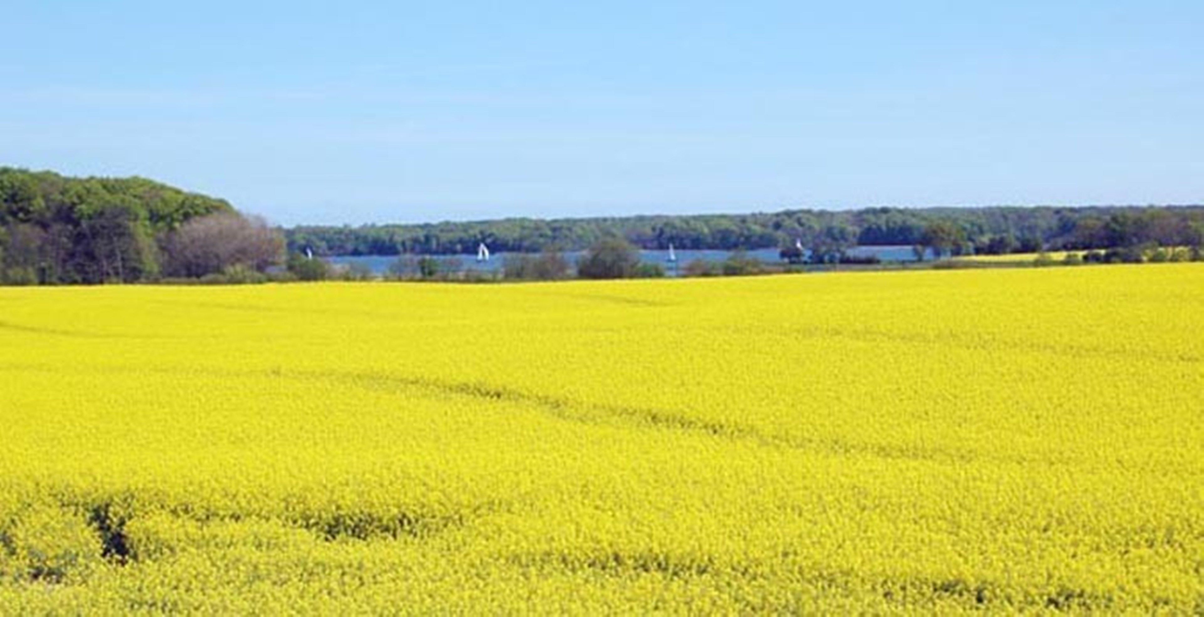 Um extenso campo de flores amarelas, provavelmente canola, com um corpo d'água e árvores ao fundo.