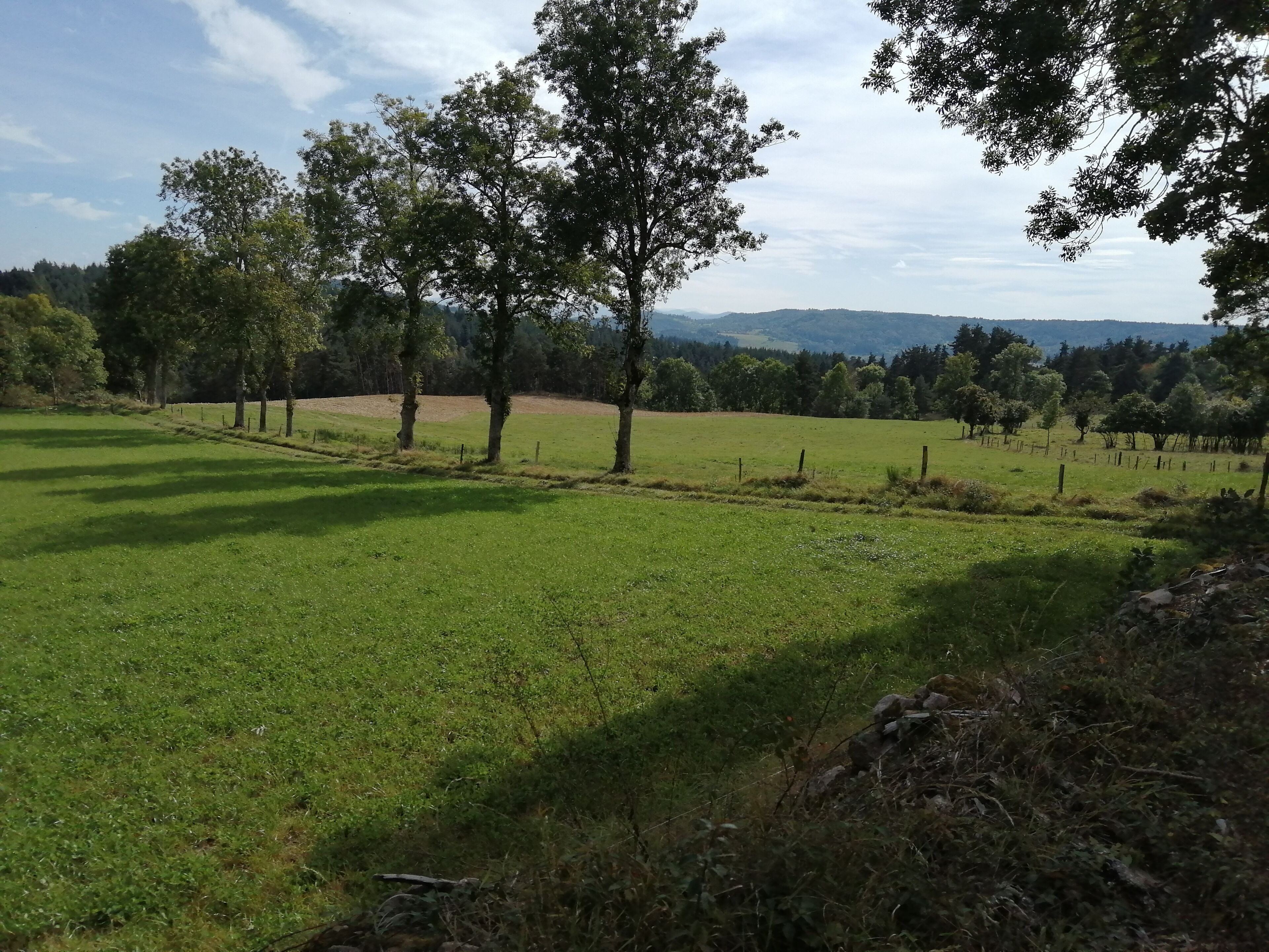 A grassy field with trees and a fence.