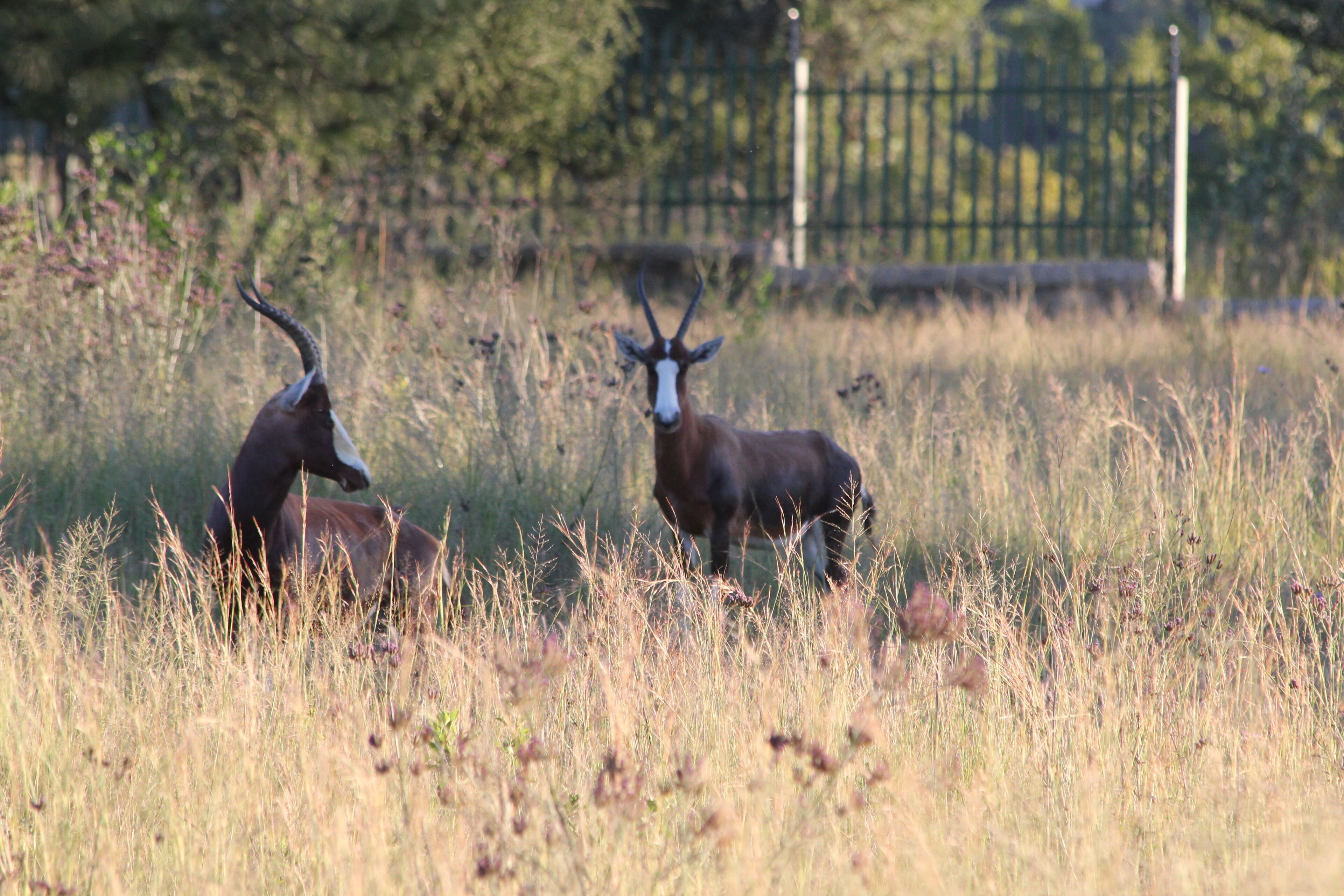 Two antelopes in a grassy field with a fence and trees in the background.