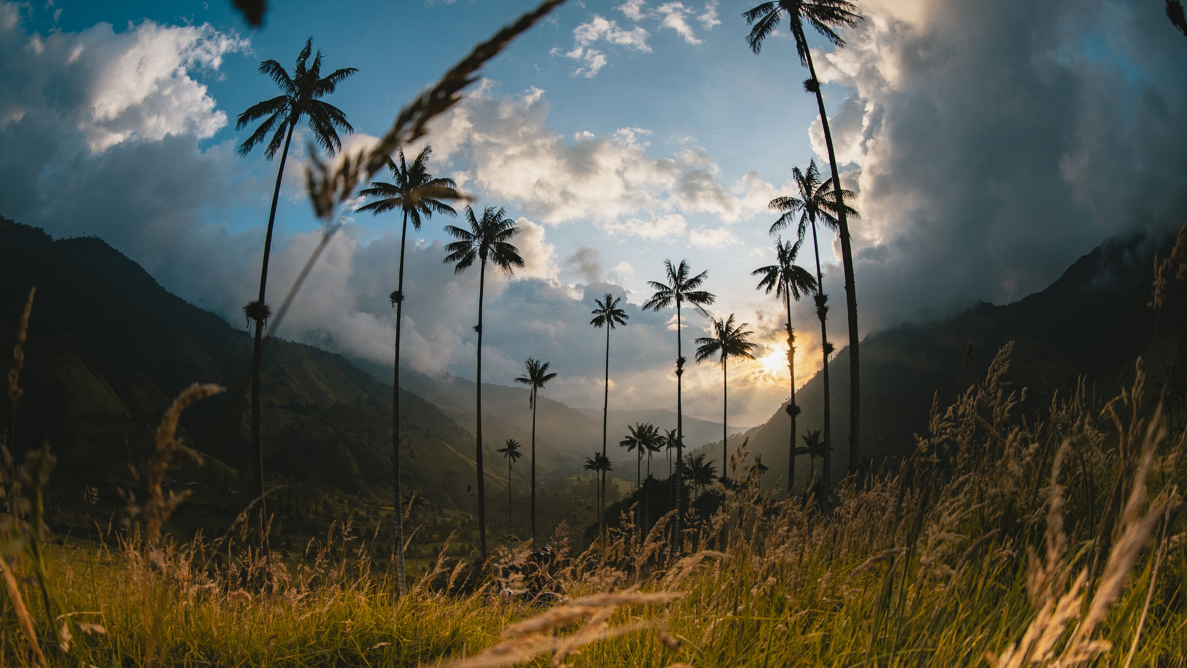 A landscape with tall palm trees and a mountain range in the background.