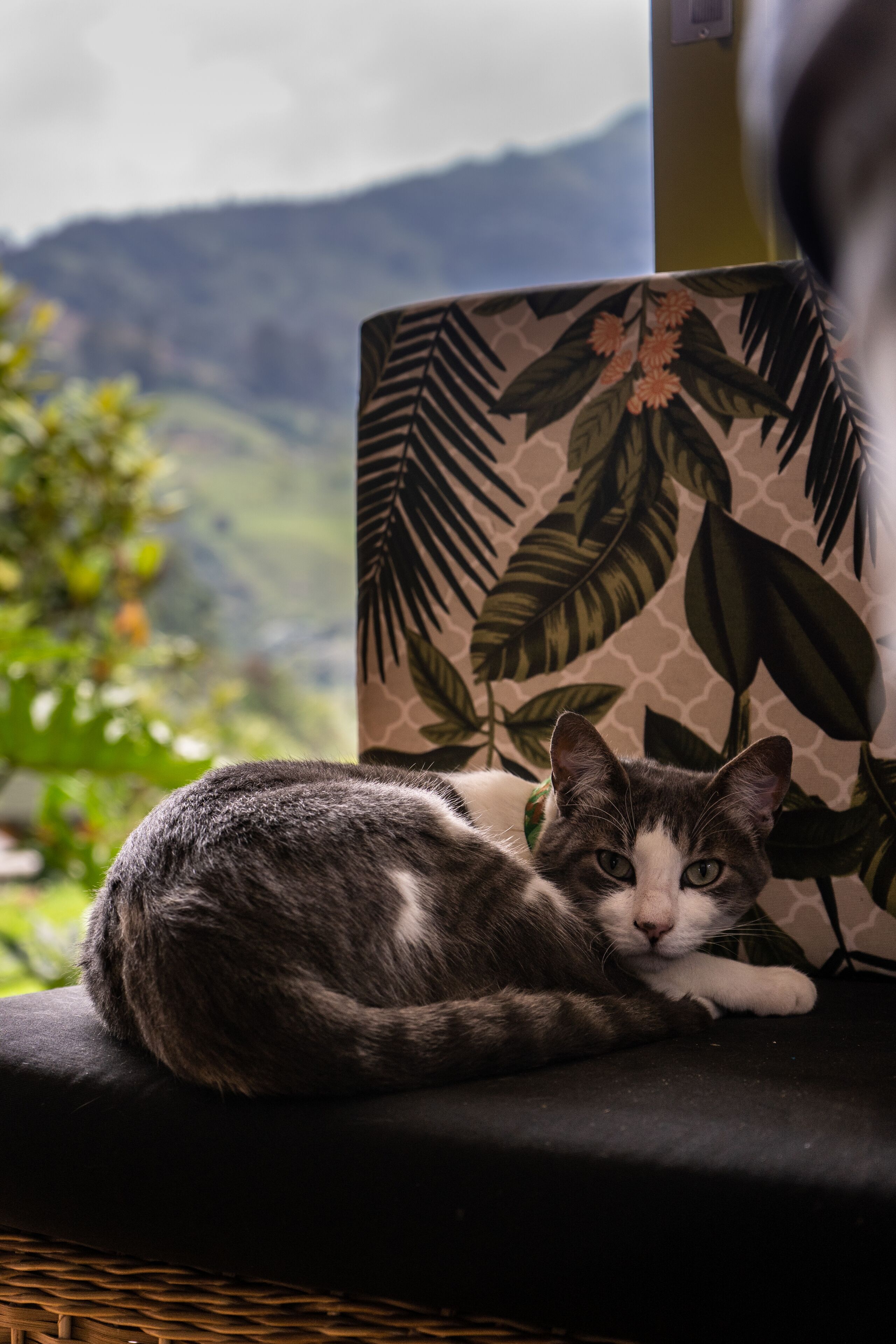 A cat lying on a black cushion with a tropical leaf pattern backdrop.