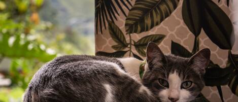 A cat lying on a black cushion with a tropical leaf pattern backdrop.