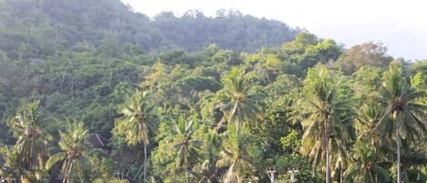 Un paysage tropical avec de nombreux palmiers et une colline en arrière-plan.