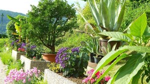 A garden with various plants and flowers, including purple flowers and a large aloe plant.