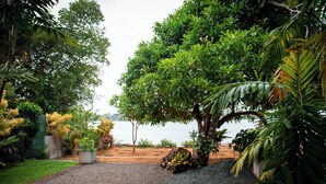 A landscaped garden with a gravel path, various plants, and a large tree in the center. - Riverside Inn Fuji (Bentota)