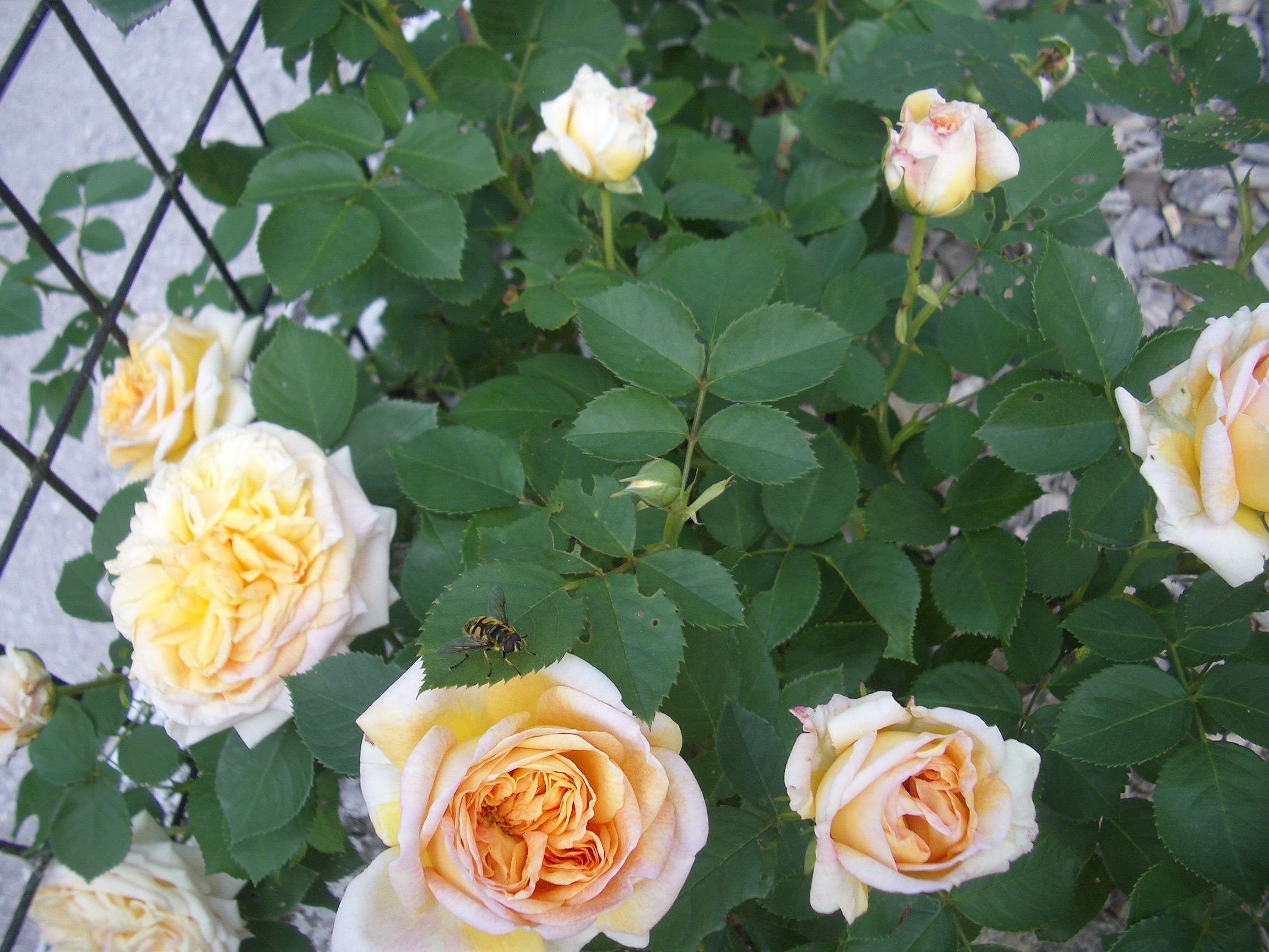 A garden with blooming roses and green foliage.