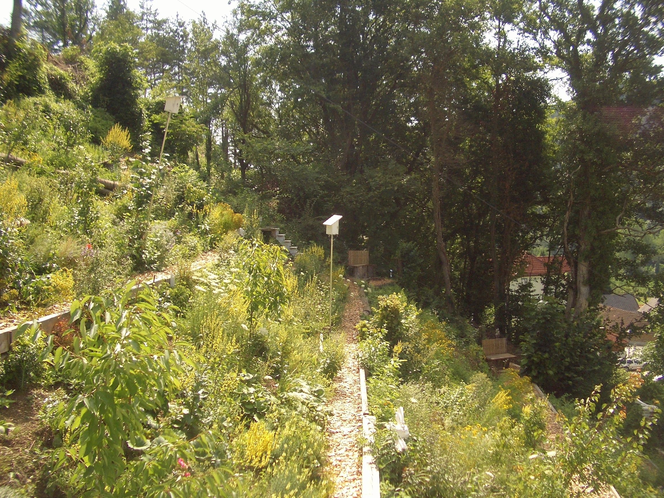 A garden with a variety of plants and a pathway.