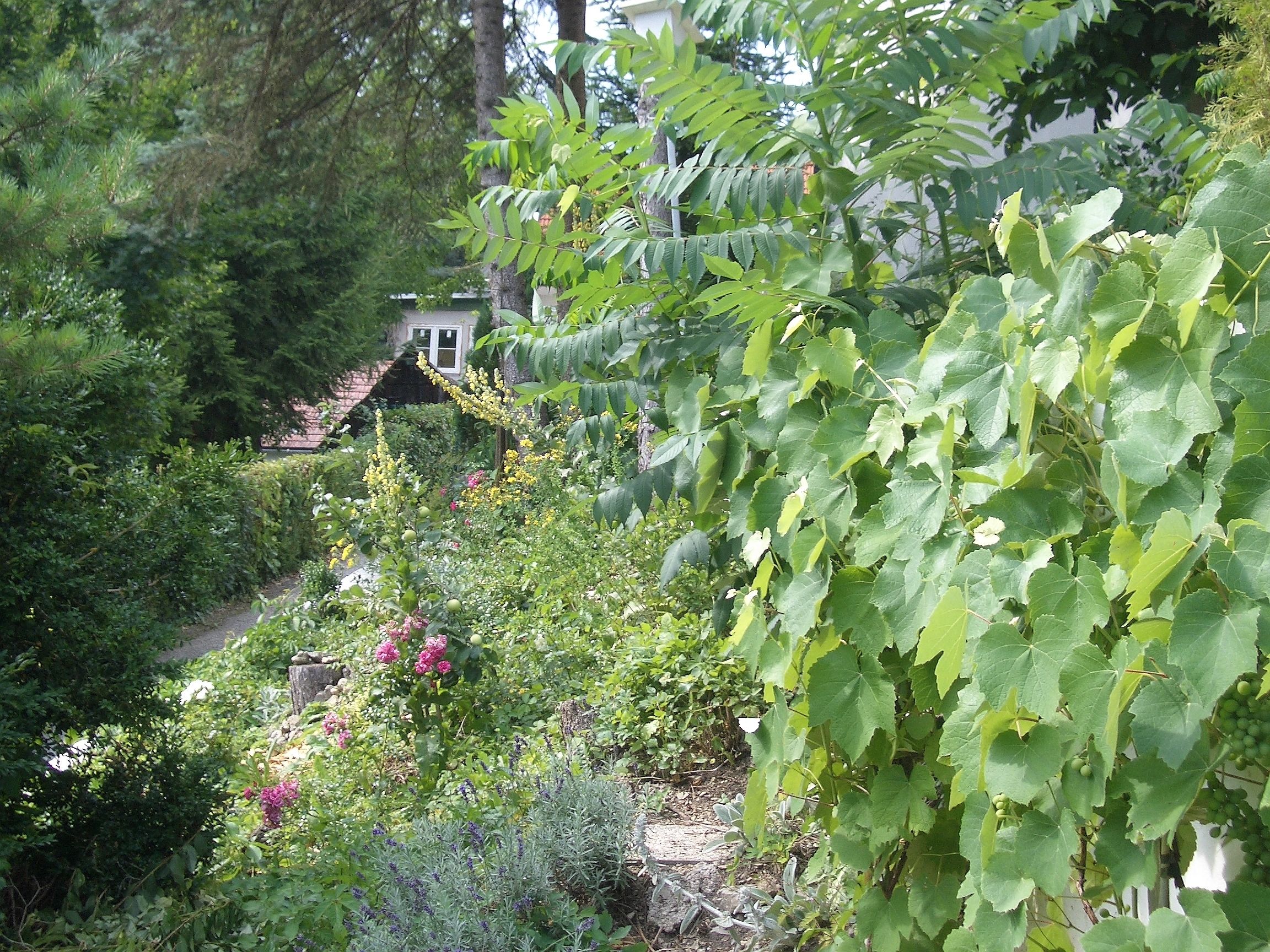 A lush garden with various plants and a small house in the background.