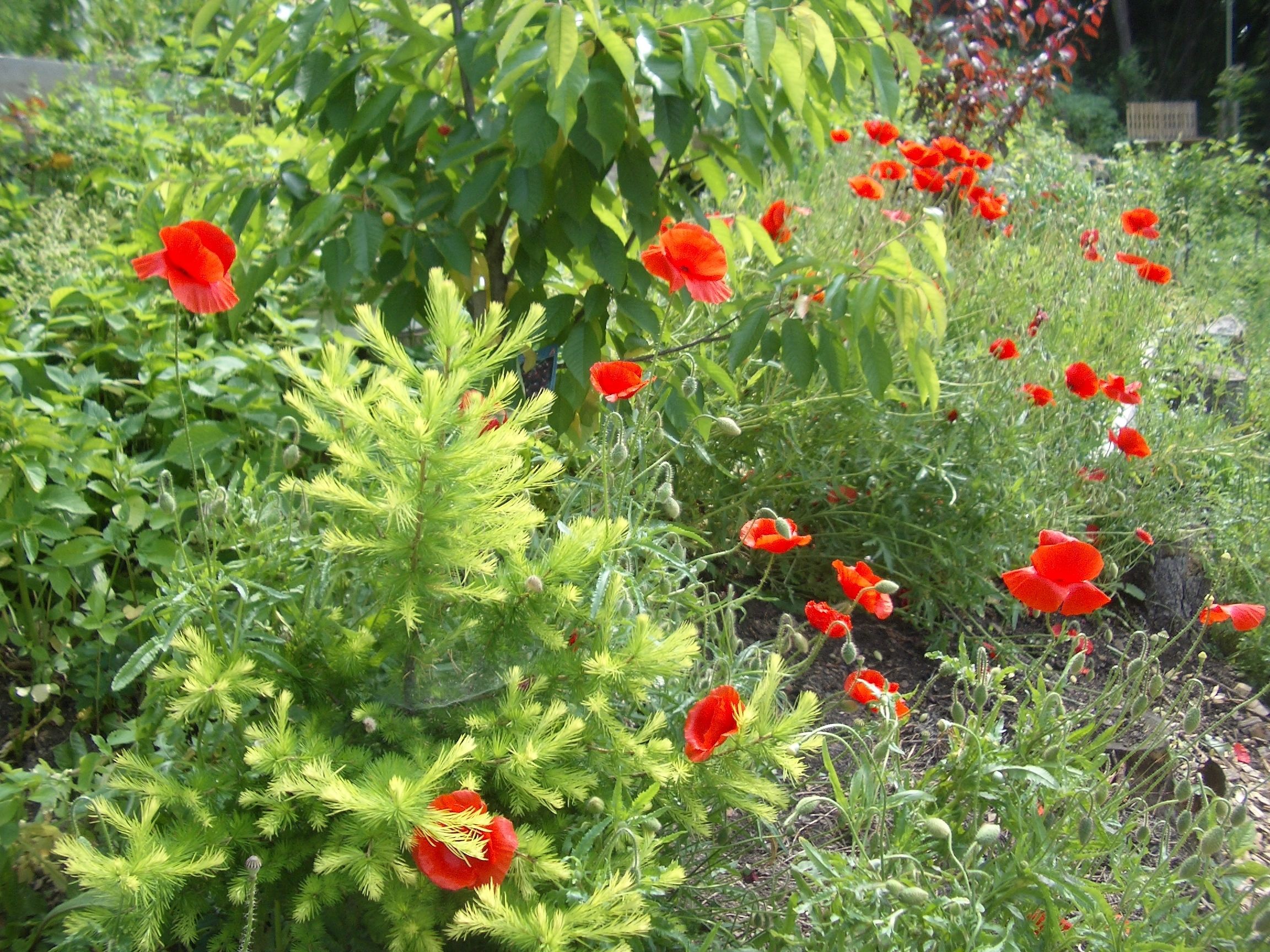 A garden with red poppies and green foliage.