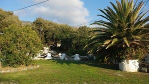 A garden with a palm tree, a white wall, and a pathway. - Résidence Anna (Centuri)