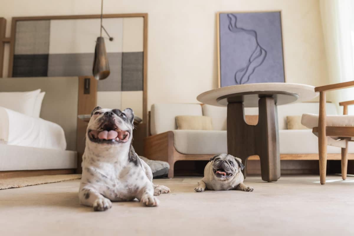 Premium bedding, free minibar items, in-room safe, laptop workspace