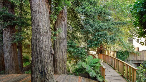 A wooden bridge in a forested area with large trees and ferns. - Mill Valley Inn (Mill Valley)