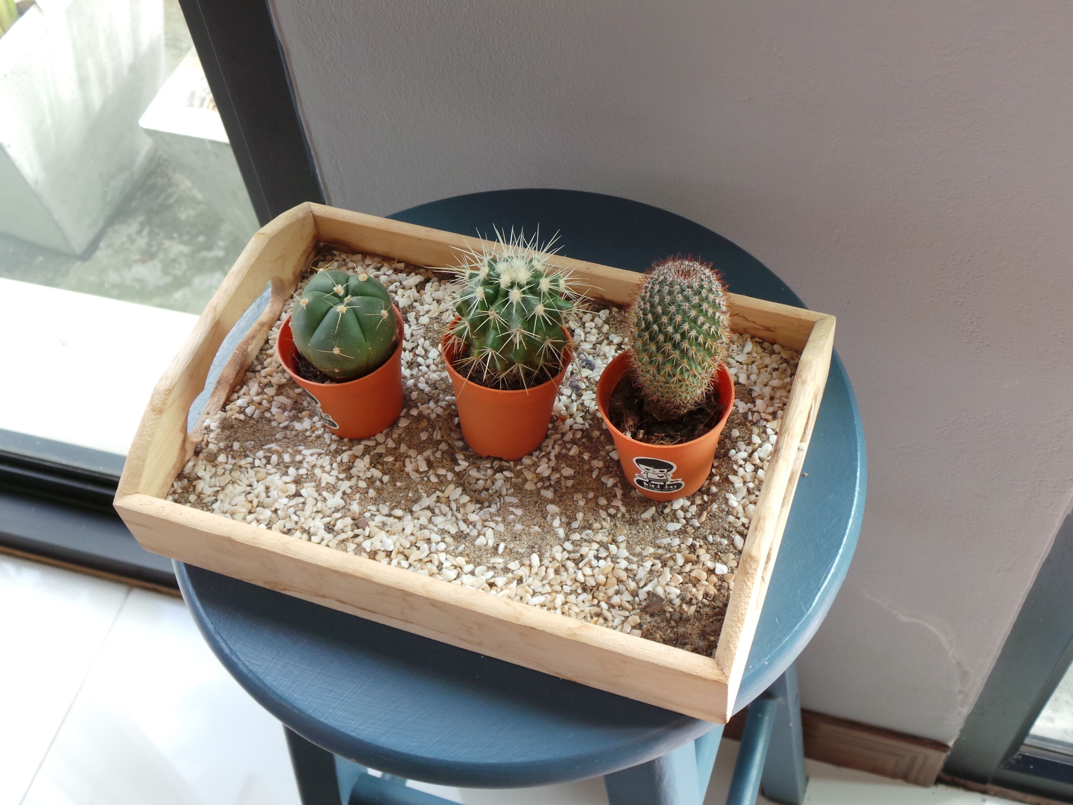 A wooden tray with three potted cacti on a blue table.