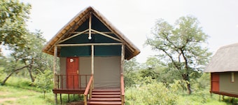 Lion Roars Lodge