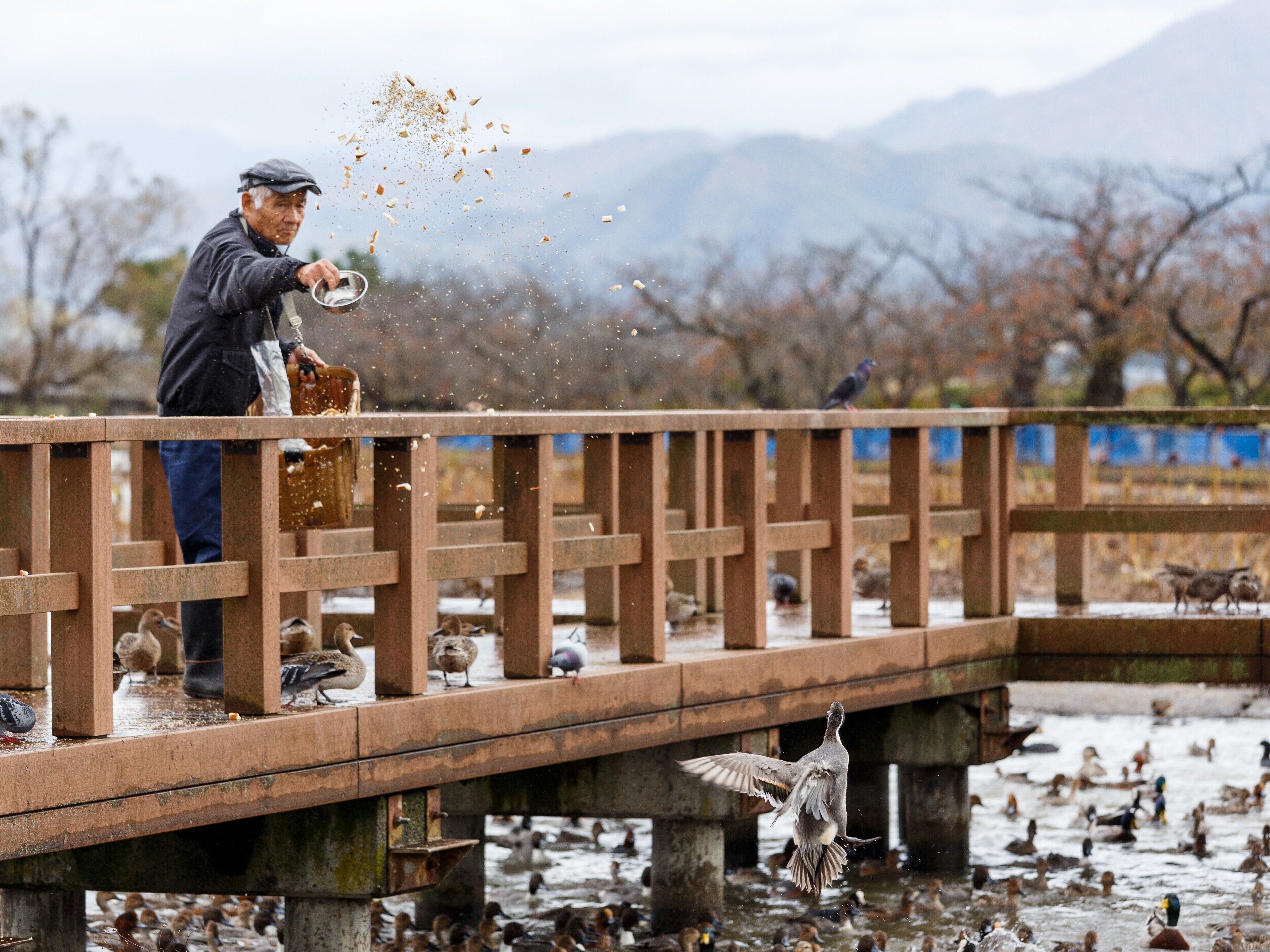 A person feeding birds on a wooden bridge over a body of water.