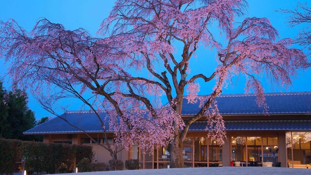 Un edificio tradicional con un gran cerezo en flor frente a él.