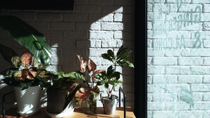 Potted plants on a wooden table near a window with a brick wall. - Hotel Pacific Kanazawa (Kanazawa)