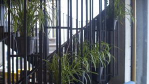 Una escalera con barandas negras y plantas en macetas.