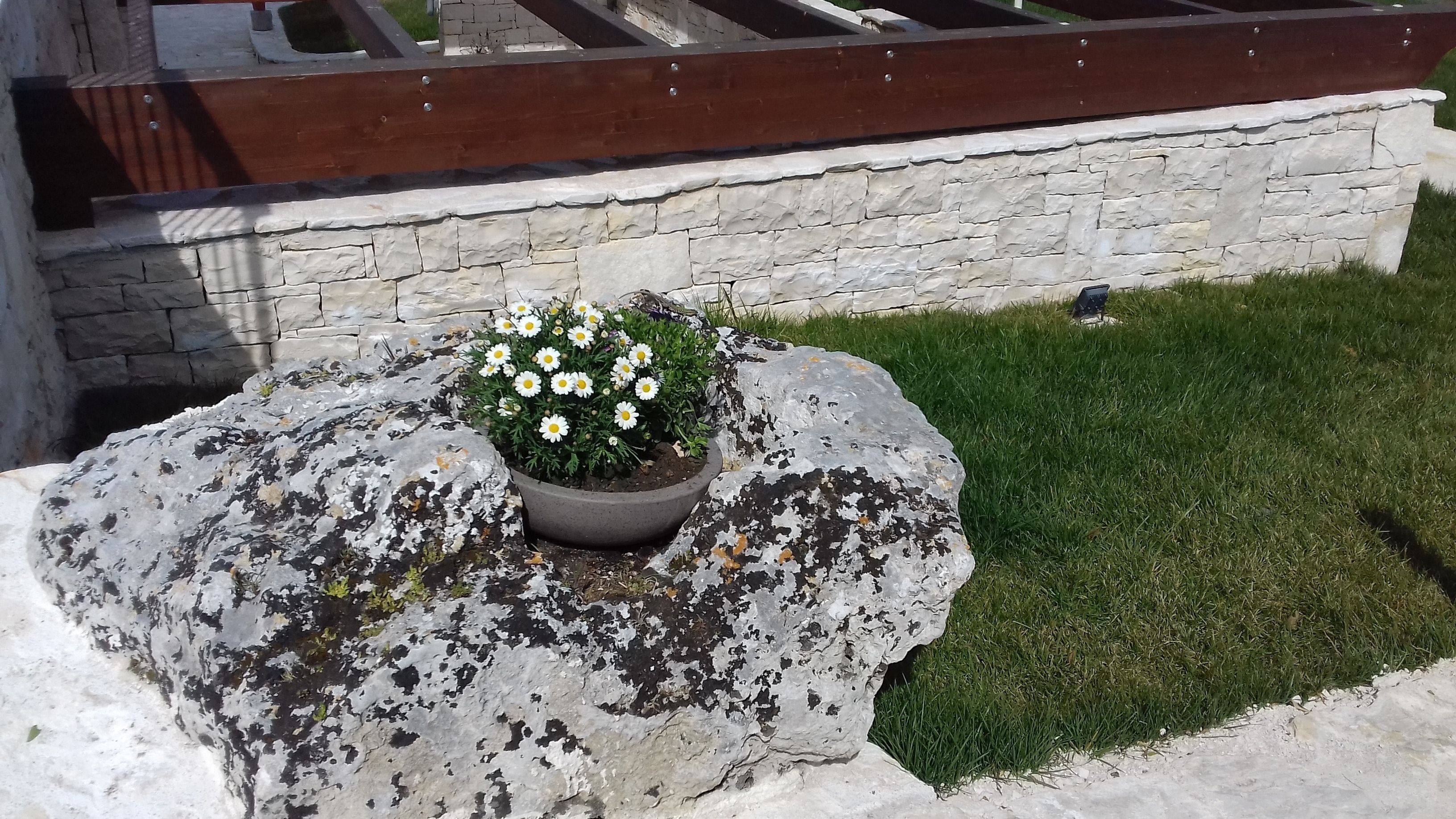 En stenplanter med hvide blomster og en stenvæg.