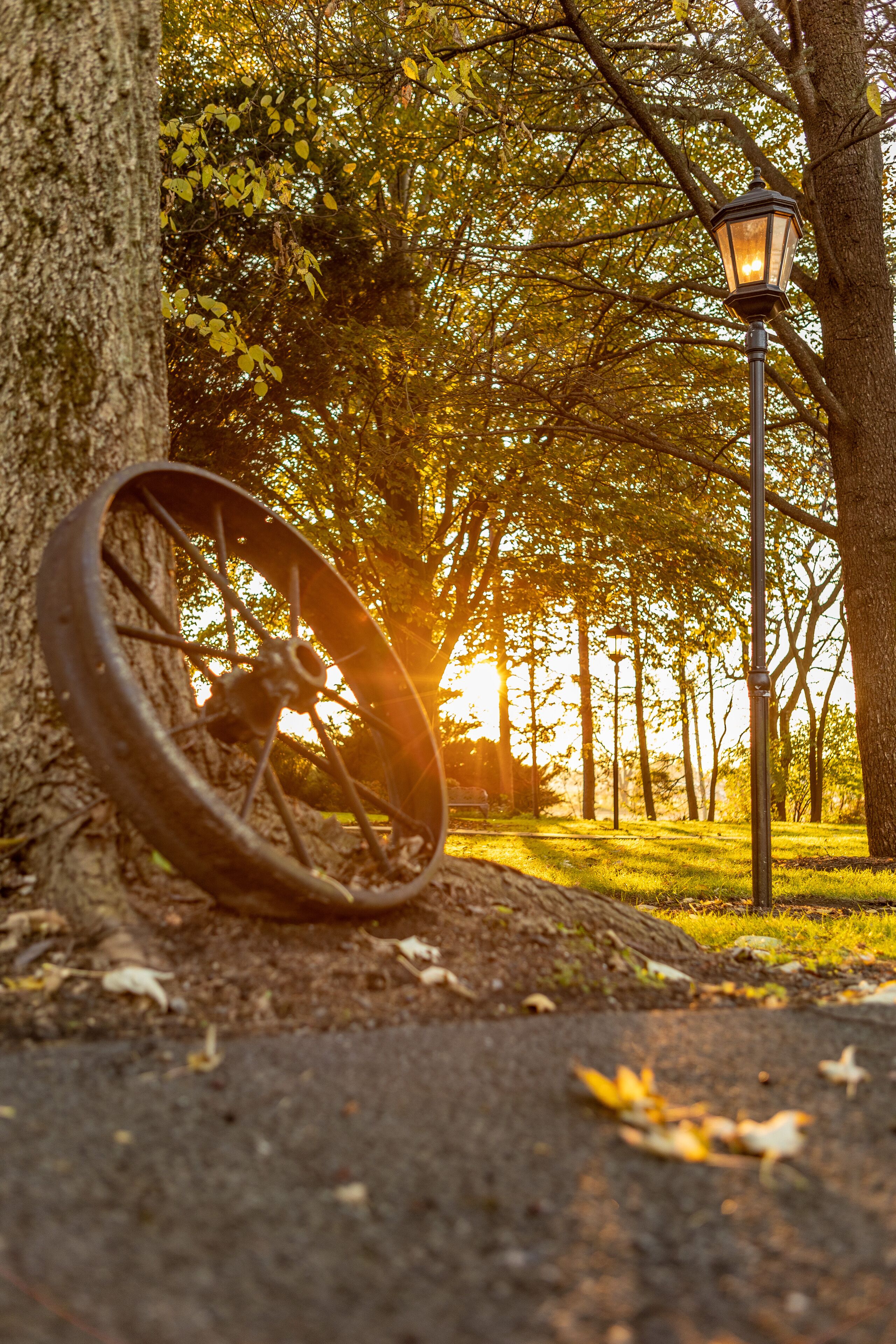 A bicycle wheel leaning against a tree, a lamppost, and a path in a park.