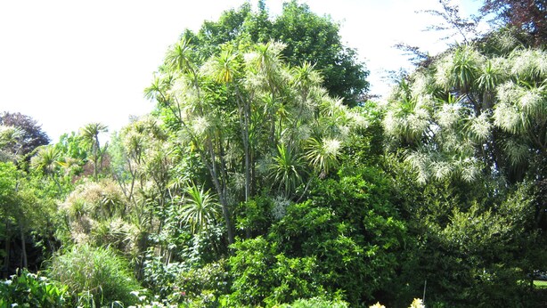 A lush garden with various tropical plants and trees. - Golden Bay Motel (Takaka)